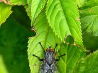 Graue Fleischfliege